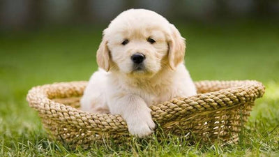 Dog bed